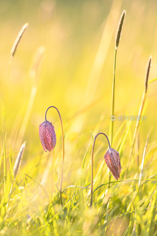 蛇头贝母(Fritillaria meleagris)在一个美丽的春天夕阳草场上